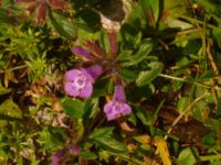 2014-08-02_06FritzPflaum-Steig (309).JPG